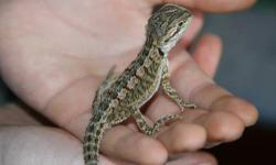 Very cute baby beardies!!!
About 3-4 inches!
Beardies are a great starter reptile...friendly and low maintenance!!!
$59.99 ea.