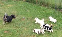 Absolutely the smartest and cutest puppies that will be enjoyable companions. Already Piddle Pad trained. Mom and Dad on premises. 2/3 Maltese, 1/3 Rottweiler. 8 weeks old. A designer breed that is rare. Great Grampa was a Grand Champ Rottie in Germany.