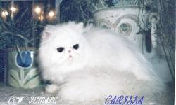 Hello there!!! I am a CFA registered persian breeder of very typey persians
ages from 3 mo up to 10 mo of age. They ALL have those cute little noses, small ears, flat faces and full coats. Many colors available. My price range will start at $800 for top