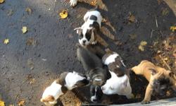 purbreed oldes 10wks old bred for protection, very lovable, and family rasied. asking 1000-1200 a pup. also have blue brindle and white females and males
