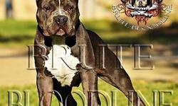 Exclusive bred XL Brute Bloodline bully style pitbull, blue in color with massive block head and heavy tri color gene, 8 months old 60+lbs 19.5 inches tall at the withers, 22 inch head & wide mussel. May be available to the right person for the right