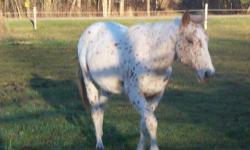 Snickerdoodle is a yearling Appaloosa, who loves attention. She currently shares a pasture with 3 other horses and gets along well with all of them. Her Dam is a grey Appaloosa approximately 15hh. As of right now I have not worked her except to get her