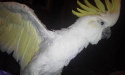 OR BEST OFFER I'm looking to re-home my yellow crested cockatoo, Motley. It kills me to have to do this, but for several reasons, he would just be better fit in a different home. Our home is very drafty, and we had planned on having work done that would