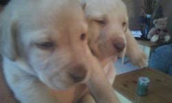 2 male yellow lab puppies. Mom was a yellow lab and dad was a chocolate lab. Mother wouldn't take care of these babies so I took these two in and they have been hand raised. Serious inquiries only please.
