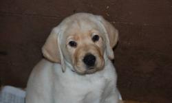 Gorgeous Yellow Lab pups, Vet checked 1st shots and wormed. Health cert. Males and Females available.