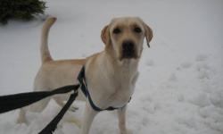 Seeking CARING & LOVABLE Home for Milo- 1Yr Old Pure Breed Male Yellow Labrador Retriever
1yr old PURE BREED Male Yellow LAB in need of a new home through no fault of his own. Very Good Dog.
Due to change of employment can no longer provide the care and
