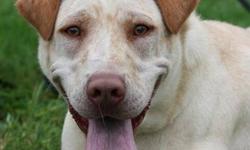 Yellow Labrador Retriever - Chang Lee - Medium - Adult - Male
I was picked up by the Animal Control Officer. Do you know who I am? I would really like to have a home again. Please come visit Chang Lee at the Humane Society of Wayne County and learn about