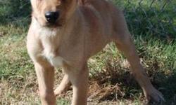 Yellow Labrador Retriever - Cotton Candy - Large - Baby - Male
OOOH! OOOH! COTTON CANDY here! I am a 5 mo male golden/lab mix sweet as can be! I have an absolutely loving and generous temperment and would be good with a family to call my own. I do have