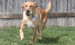 Yellow Labrador Retriever - Honey - Large - Adult - Female - Dog
Honey is an approximately 3 to 4 year old Lab mix that came into Animal Control as a stray. She had a collar embedded on her neck and after no-one claimed her she came to the shelter for