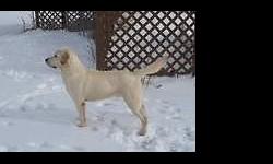 Yellow Labrador Retriever Puppies, AKC, Quality English lines. Excellent health, temperament and lines. These puppies will be a great representation of the English Labrador breed possessing the eager to please temperament, blocky head, thick chests, and