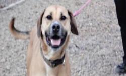 Yellow Labrador Retriever - Ringo - Large - Young - Male - Dog
Hello I'm Ringo!!! I am a 1 year old Yellow Lab Mix. I was surrendered by my owner because schedules are just too busy to devote the time necessary for me. I am a fun loving young pup that