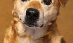 Yellow Labrador Retriever - Rusty *mr. Wonderful* - Medium
Rusty is an 8 yr old, 40 lb boy who joined us from Kentucky where he was in a shelter since July. He was a staff favorite due to his wonderful disposition and the way he would light up when people