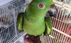 Tame yellow naped amazon, for more info please call or text at 646-543-6296 thanks,, """795 or best offer"""