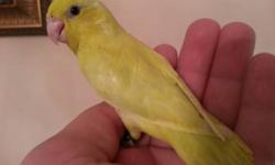 Yellow pied split blue lacewing pastel parrotlet for sale 2 months old. Just newly weaned. Beautiful female with great genetics.
CALL 917-406-8676
