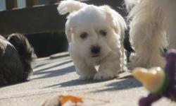 Would love to get these puppies to their new homes by Christmas so please let me know if you are interested :)
York is so playful. She will be the perfect pet for a family with children..
White havanese female with cream markings born September 8.She is