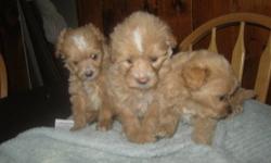 Yorkie-poos are ready to go ! Give me a call for more info. Repeat breeding. One very tiny female left with a smile on her face all the time..lol.... Will be small under 5 pounds. adorable huge ears, nice beautiful shiny coat.First shots, wormed. Very