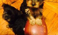 Female yorkie
Born march 5 2014
Friendly temperament
I only have their parents papers as of now
This ad was posted with the eBay Classifieds mobile app.