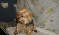 Yorkie male, shots, wormed, and housebroken. Call 585 285 5095.