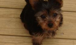 3 m. old Yorkie looking for home. His mam weight3 lbs. dad 4 lbs. He was the only puppy . For more info. Pleas call 201-290-8105