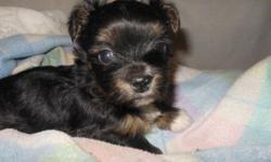Daddy is a 3 lb Yorkie
Mommy is a 5 lb long coat CH line Chihuahua.
Will be very small. Only baby in the litter <3
Will be seen by a real vet for shots and wormings. Health guarantee.
Lifetime support.
Goes home with toys, security blanket, medical