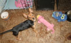 Yorkie Chihuahua mix female, 8 months old, black and tan, shots and wormed. Call 585 285 5095.