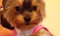 RUNT FEMALE
AKC YORKSHIRE TERRIERS!!
Sire is only 3 lbs
Mommy is a little longer and bigger at 6 lbs.
Puppies are without papers!! PET ONLY!
Will have shots, wormed, and a vet check. Health guarantee.
300 deposit to hold.
3 beautiful girls to choose from