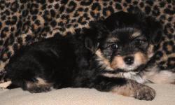 Sugar is a standard yorkie, born 11~13~12. She is the smallest of the three puppies. Her coat is so smooth. She is very laid back and likes quiet snuggling. She is ready to go to her forever home NOW!!! Call to set up a skype viewing ...
We are a small,