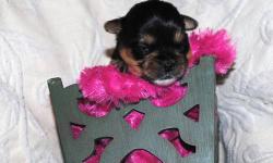 Puppy in this ad is Female #1Angel
Amazing!! 5 stunning Jarkie Puppies.. Parents are our pets, Mom is a Japanese Chin 8 pounds..Dad is a Yorkie.4 1/2.pounds.
4 Females
1 Male.
Call to set up a Skype viewing.
We are a small, home based hobby breeder,