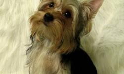 Yorkie male looking for his forever home ,DOB 12/17/12 ,UTD on his shots and worming ..happy healthy little guy ..teddy bear face ,hes ears are standing he is only going to be 4 1/2 to 5 lbs. ull grown ,summer cmoing what better time to get a puppy...