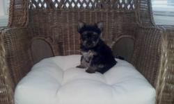 Yorkie male puppy ckc reg charting 6 pounds as adult. Will come with a health certificate from Vet, shots, wormed. For more information please contact Desiree at 315-778-0301 thanks