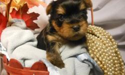 AKC YORKSHIRE TERRIERS!!
Sire is only 3 lbs
Mommy is a little longer and bigger at 6 lbs.
Puppies are without papers!! PET ONLY!
Will have shots, wormed, and a vet check. Health guarantee.
300 deposit to hold.
3 beautiful girls to choose from
and 1 boy