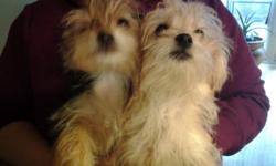 Pets up for sale
mixed breed
father yorkie
mother maltese
shots are currently up to date
pets are currently house trained
currently have one male and one female
please feel free to contact me with any questions or for more photos
