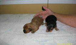 Yorkie mix Puppies: Born 9/16/2012. Ready to go early November. Mix breed puppy. Dad is a pure bred Yorkie. Mom is mix of Yorkie, Toy Poodle, and Shitzu. See pictures. Both Mom and Dad weigh about 6 pounds. Puppies should be small. Non-shedding. Will be