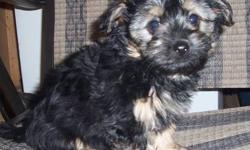 This little girl is cute as a button. A little bigger puppy than our Yorkie Poos if you are reading our other adds, but still under 15 lbs most likely. She is a very sweet puppy who loves to kiss and pounce, very gentle with our grandchildren, and sits