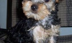 This is a 10 week old Yorkie Poo puppy, with good personality. She is a lovable girl, who likes to snuggle, but she can play too, full of energy when she isn't sleeping. She will most likely weigh 5-8 lbs on full growth, her father is 5 lbs, her mother 9
