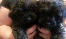 Boy and girl Yorkie poo puppy. Ready now. First shots, dewormed, front line, vet check . Should be 6-10 pounds Elmira