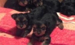 Yorkie puppies ready now purbred with papers 1st shots call or text 716-548-4831