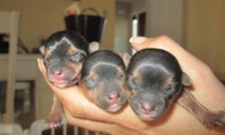 Litter of 4 Yorkies! Ready to go home November 17! 3 girls and 1 boy!