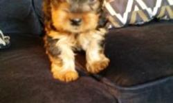 8 week old Yorkie puppies. 1 male and one female left
Tails are docked and they are chatting to be 5-8lbs full grown. Male is 550 and female is 650. No papers or shots.