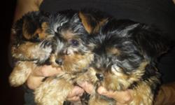Yorkie puppies - registered pedigree - puppy shots and dewormed - ready to go - asking $800