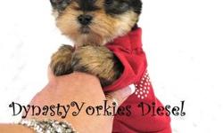 Meet Diesel! This stunning baby boy yorkie is looking for his forever family. He has short ears, short muzzle, teddybear face and an amazing personality.
He comes with 1 year health guarantee, up to date on vaccinations, health certificated from a NY