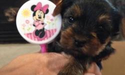 Litter of 5 beautiful teacup Yorkie Puppies
ONLY 1 PUP LEFT !!!!! - FEMALE
5/12- pup got first set of shots & was dewormed
father-3 pounds & mother-6 pounds - so these dogs will be very small
serious inquiries only please
will be ready for new home first