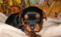 AKC Yorkies (PET PRICE ONLY- NO PAPERS)
Will be small- under 5 lbs.
Daddy is 3 lbs
Mommy is 5 lbs
Hand raised, no kennels. Parents are house pets with free run and doggie doors.
Will be seen by a real vet for shots and wormings. Tails are docked.
Go home