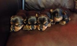 Hi I'm selling my yorkie puppy's there 3 months old dogs are pure breed dogs have pedigree and shots
Dogs have
Distemper shots
Rabbies shot with tags
Parvo
5in1 shots as we'll
They been dewormed
This ad was posted with the eBay Classifieds mobile app.