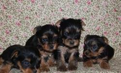 Hello kijiji I have toy yorkie puppy's for sale there's 2 months old puppy's have their first pair of shots pedigree and there Heath certificate puppy's are real healthy mom and dad are 4 lbs there really small