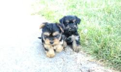 Yorkie /tzu's : Alene & Irene , two female Yorkie/tzu's ,9 wks old, dewormed, has 1st vaccs, well - socialized, non - shedding, paper - trained & crate - trained. The pups eats 1/3 cup pedigree puppy sized bites 3 x times a day and always fresh cold