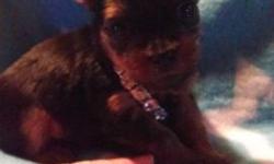 Yorkie teacup male puppy champion blood lines on both sides akc registered charting 3 1/2 pounds as adult. Will come with a health certificate from vet, shots, wormed and puppy starter pack with food toys etc. Puppy will be ready around April 13th