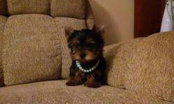 Yorkie tiny male puppy short snout baby doll face short legs he is very sweet perfect. Will come with shots wormed and a puppy gift bag with food blanket toys etc. For more info or to see puppy please text or call 315-489-2028 thank you