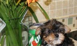 Yorkie Litter Born April 22nd , 2013 ? 6 puppies in litter ? 4 are Available. One Male Toy, One Female Toy, Two Twin Females SUPER Super Tiny: Toy Male $600.00, Toy Female $650. The twins call for pricing!!!!! 631-896-7090
