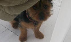 Looking for a yorkie as a companion for my wheelchair-bound daughter. Not picky about age but would prefer one that we can train. We have a fully fenced yard and a great neighborhood for walks.
This ad was posted with the eBay Classifieds mobile app.
